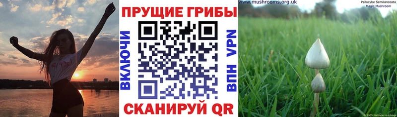 закладки  Ильский  omg зеркало  Галлюциногенные грибы мицелий 